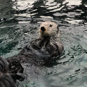 Meet your Posher, Isabella